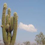 Autotour Argentine - Cactus