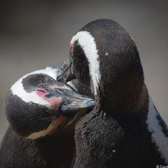Séjour en Patagonie - Pingouin Magellan