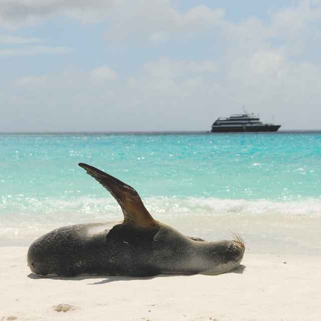 Voyage aux Galapagos - phoque